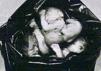 Exhibit 3: Bag of fetuses after poor human planning.